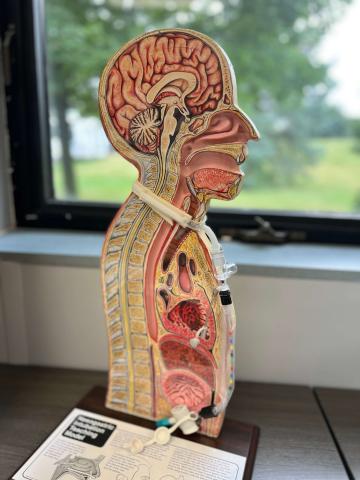 Diagram of Brain and Nervous System